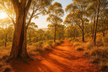 Red Hill, Canberra: its walking tracks, scar trees and ochre earth underfoot will always transport me
